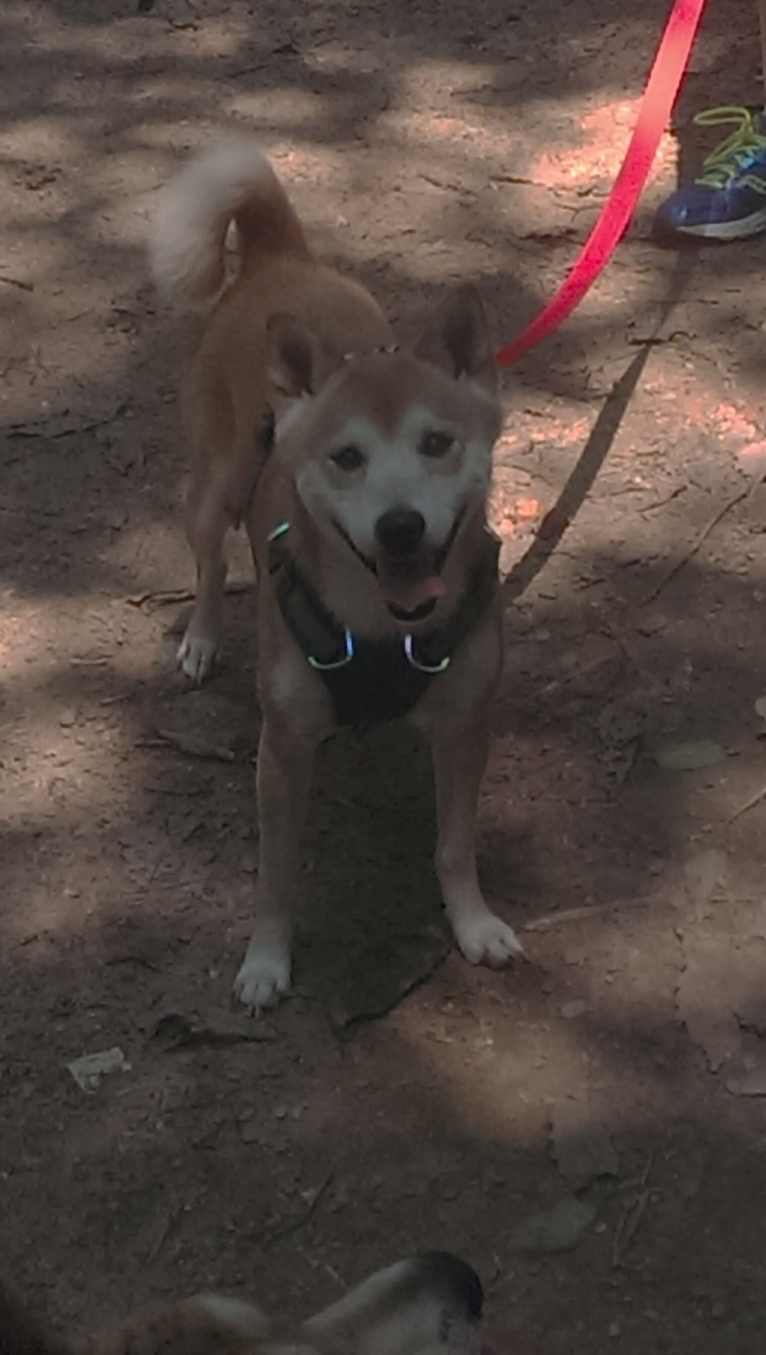 重磅巅峰之战!女足鏖战在即,胜负已笃定,女足精彩比赛