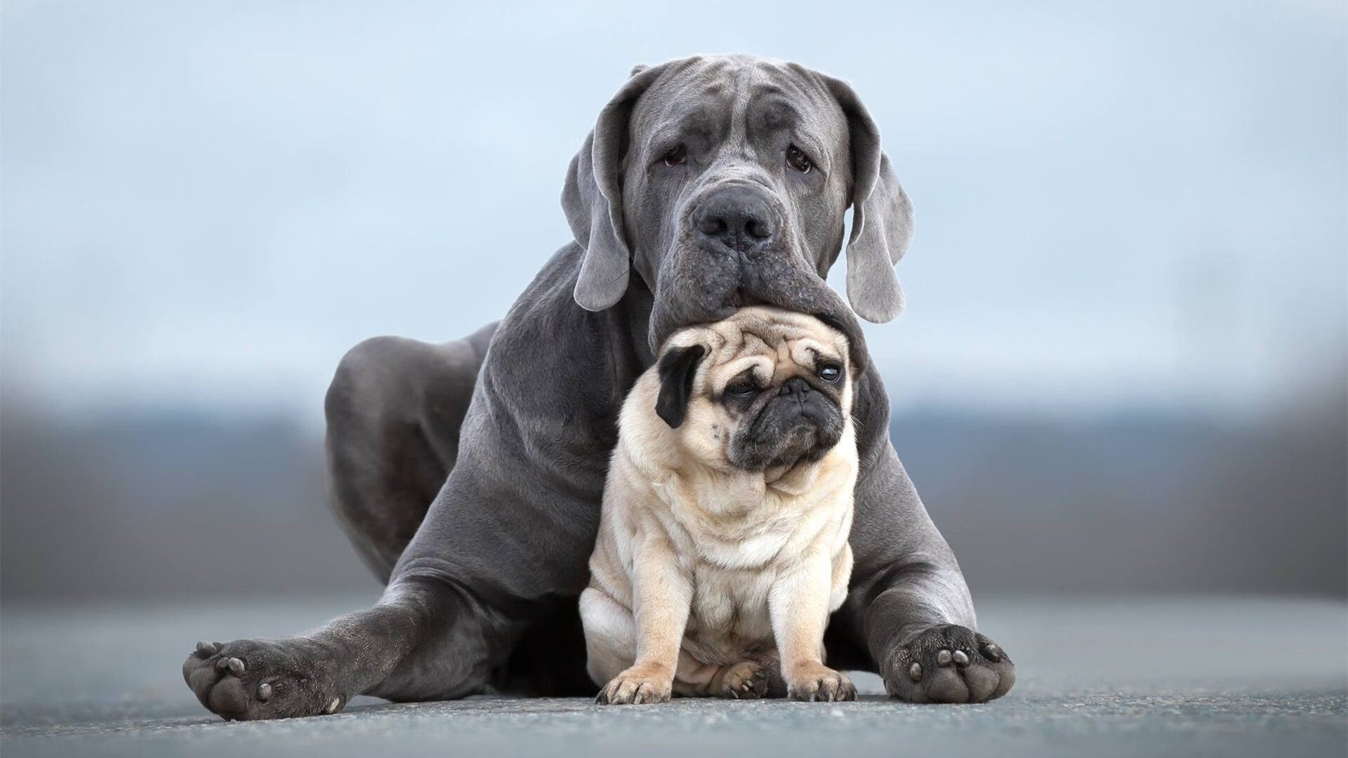 德甲攻守精彩大比拼：细节决定成败，德甲榜首大战