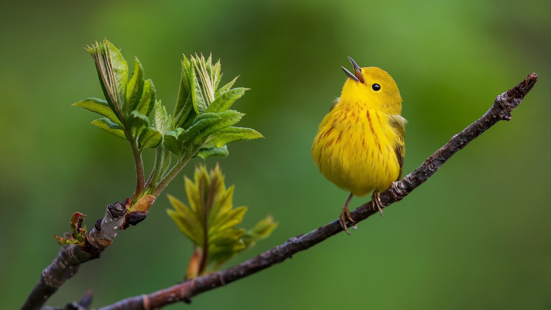 排球联赛总决赛即将打响，排球总决赛有几局