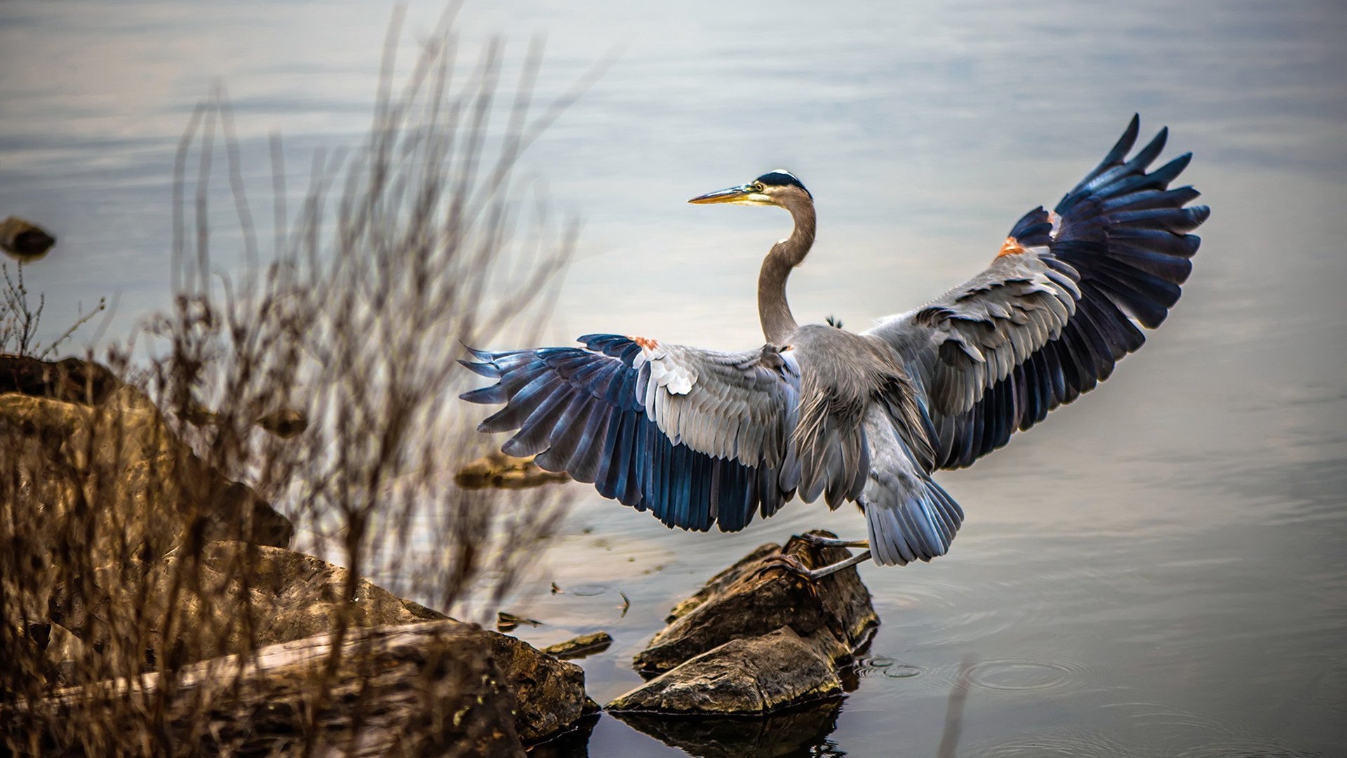 美洲杯激情燃烧：明星耀场，精彩纷呈！，美洲杯锦集