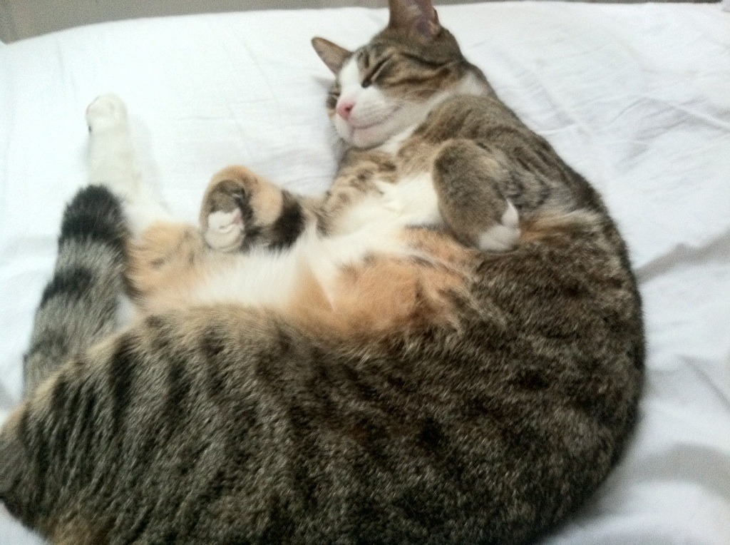 运动心理团队进驻帮助运动员应对高压情境保持冷静，运动员 心理